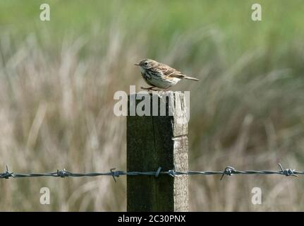 Prato Pipit (Anthus pratensis) arroccato su un palo di recinzione, Lothian occidentale, Scozia. Foto Stock