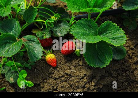 Fragole rosse su rami verdi a terra Foto Stock