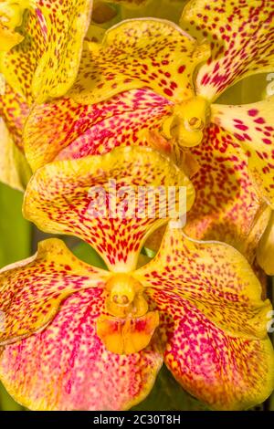 Primo piano di fiori di orchidee, Sarasota, Florida, USA Foto Stock