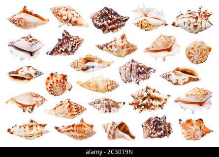 set di conchiglie di whelks isolato su sfondo bianco Foto Stock