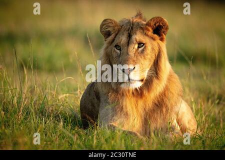 Il leone maschio si trova in erba con catchlight Foto Stock