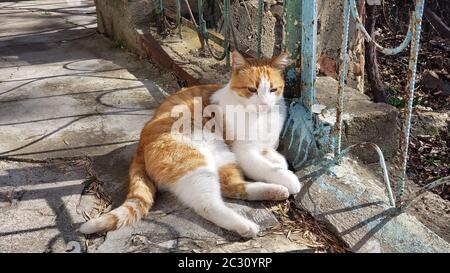 Un gatto grasso adulto di colore bianco-rosso con una museruola contenta, giace e riposa sotto un Bush di tonja verde, addormentato su gradini di cemento nella sha Foto Stock