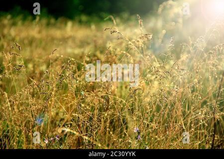 I raggi solari illuminano l'erba con la rugiada sul prato. Lame di erba coperte da gocce di rugiada all'alba. Erba alta coperta di rugiada all'alba. Pianta di prato Foto Stock