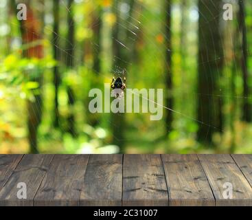 Scrivania con posto libero su sfondo forestale con ragno su cobweb. Tavolo vuoto in legno con immagine della vista foresta naturale. Vecchio stand in legno con Foto Stock