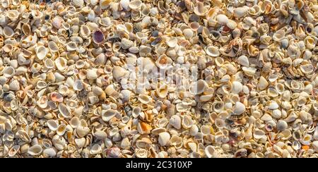 Conchiglie marine sulla spiaggia del Golfo del Messico, Nokomis, Florida, Stati Uniti Foto Stock