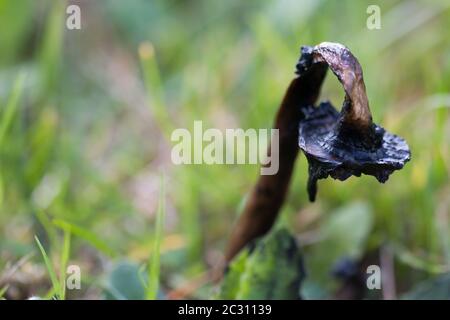 Coperchio a inchiostro shaggy completamente decaduto (Coprinus comatus) in prateria Foto Stock