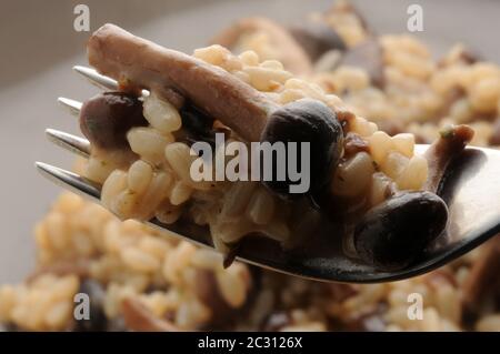 Risotto con funghi di pioppo sulla forchetta Foto Stock