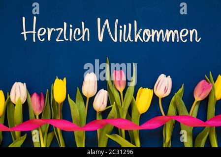 Testo Tedesco Herzlich Willkommen Significa Benvenuto. Tulipano Bianco E Rosa Fiori Primaverili Con Nastro. Sfondo Di Legno Blu Foto Stock