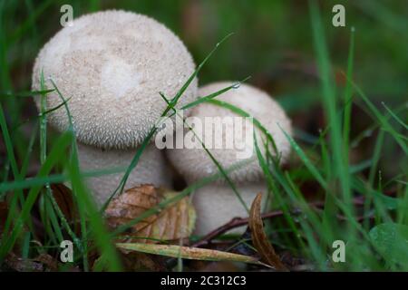 Polpette comuni (Lycoperdon perlatum) che crescono nell'erba Foto Stock