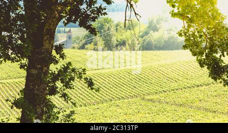 Vigneto di Saint-Emilion, in Francia nei pressi di Bordeaux alla fine della primavera 2017 Foto Stock