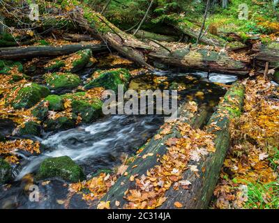 Il piccolo Ohe, fiume nel Parco Nazionale della Foresta Bavarese Foto Stock