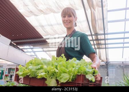 Mercato giardiniere coltivando erbe nel suo sniffing di ottaio ad una pianta in vaso Foto Stock