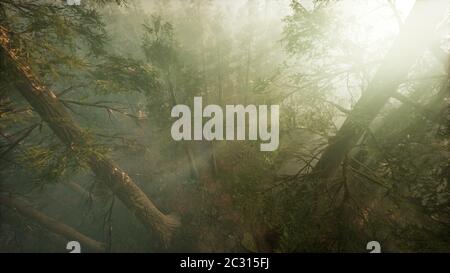 Drone rottura attraverso la nebbia per mostrare redwood e pino Foto Stock