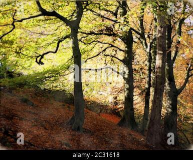 terreno collinare di faggeta all'inizio dell'autunno con foglie sul Foto Stock