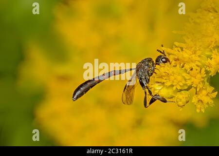 Wasp wasp carota selvatica 'assectator gasteruption' maschio Foto Stock