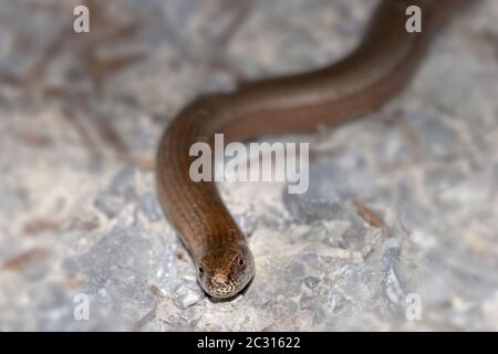 Blindworm "Anguis fragilis" Foto Stock