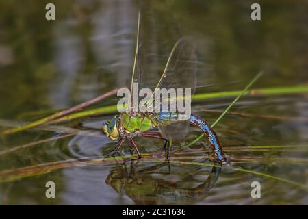 Imperatore Dragonfly 'Anax imperator' Foto Stock