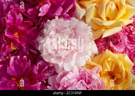 Peonie rosa e rose gialle in fiore in estate. Splendido sfondo floreale. Foto Stock