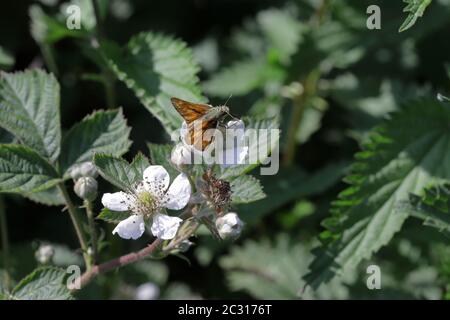 Chiamato grande skipper (Ochlodes sylvanus), ma questa è una piccola farfalla Foto Stock