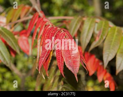 Staghorn sumac 'Rhus typhin' Foto Stock