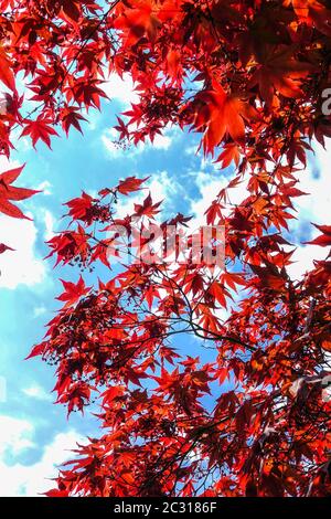 Acer palmatum 'Bloodgood' acero giapponese Foto Stock