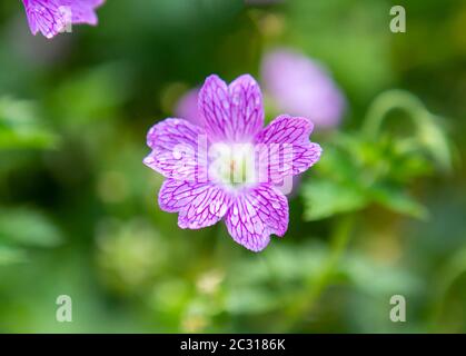 Particolare di fiori rosa con gocce di pioggia e sfondo verde Foto Stock