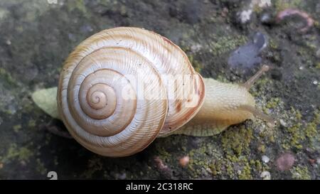 Lumaca la vita animale in natura sull'erba verde. È strisciante trovare del cibo. Lo sfondo e il primo piano sono sfocati. Messa a fuoco selettiva Foto Stock