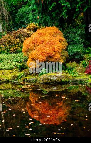 Bloedel Reserve, Bainbridge Island, Washington, Stati Uniti d'America Foto Stock