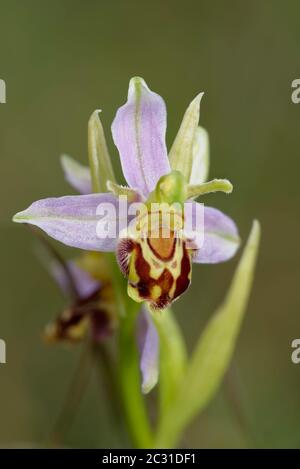 Orchidea dell'ape - apifera di Ophrys Chioseup di fiore singolo Foto Stock
