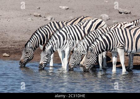 Bere mandria di zebra in Etosha Namibia Africa Foto Stock