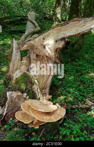 Sella di Dryad - Polyporus squamosus staffa funghi su grumo di albero caduto Foto Stock