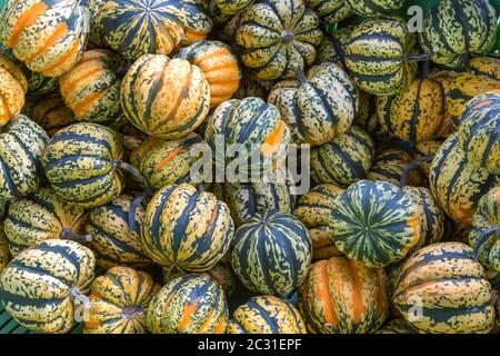 Gruppo di diverse zucche Foto Stock