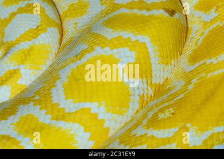 Python birmano (Python bivittatus). Albino Captive. Nativo del Sud e Sud-Est Asiatico, Rettilia Rettile Zoo, Vaughan, Ontario, Canada Foto Stock