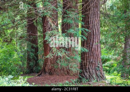 Tronchi dritti di alberi sempreverdi Cryptomeria. Foresta di alberi diritto Cryptomeria, o cedro giapponese. Cryptomeria japonica, cedro giapponese o Giappone Foto Stock