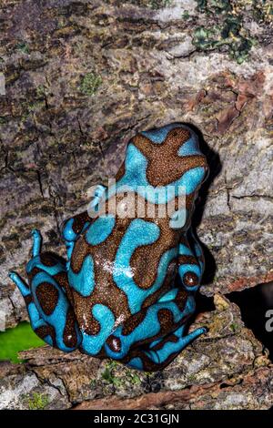 Dendrobates auratus 'blu e bronzo', Captive Raised, imprese understory, nativo di: Highlands di Panama Foto Stock