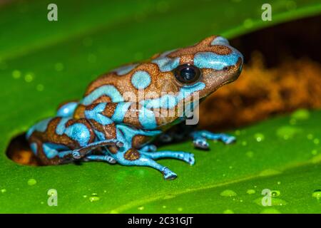 Dendrobates auratus 'blu e bronzo', Captive Raised, imprese understory, nativo di: Highlands di Panama Foto Stock