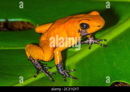 Rana avvelenata d'oro (Phyllobates terribilis) piede nero arancione, Captive sollevato, imprese di understory, nativo a: Colombia Foto Stock