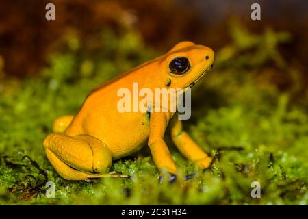 Rana avvelenata d'oro (Phyllobates terribilis) 'giallo', Captive allevato, imprese di understory, nativo di: Colombia Foto Stock