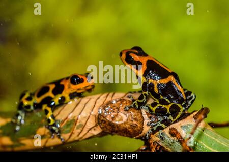 Ranitomeya imitatore 'Chazuta', Captive Raised, imprese di understory, nativo a: Perù Foto Stock