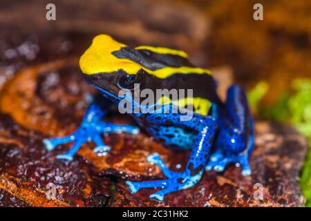 Dendrobates tinctorius 'cobalto', Captive Raised, imprese di understory, nativo a: Suriname Foto Stock