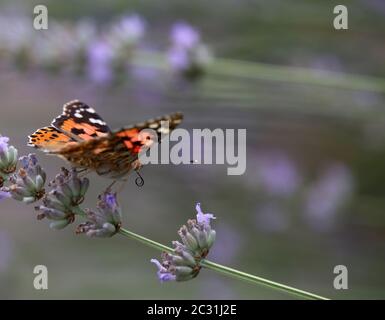 Rotolo tronco al thistle-age Vanessa cardui Foto Stock