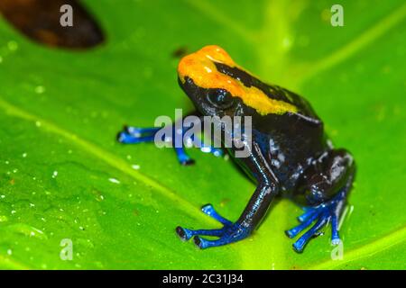 Dendrobates tinctorius 'cobalto', Captive Raised, imprese di understory, nativo a: Guyana, Suriname, Brasile, e quasi tutto il GU francese Foto Stock