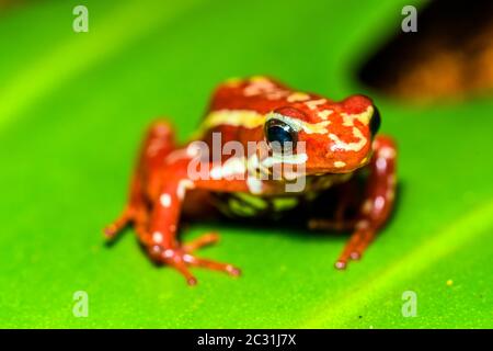 Rana di veleno di Phantasmal o rana di veleno di phantasmal (Epipedobates tricolore), captive allevato, imprese di understory, nativo a: Ecuador Foto Stock