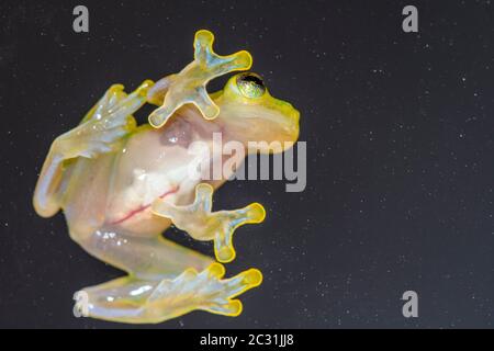 La Palma Glass Frog - Hyalinobactrachium valerioi, Captive Raised, imprese di understory, nativo di: Costa Rica Foto Stock