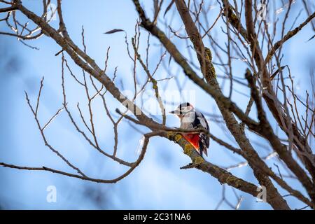 Picchio di legno arroccato su un albero, fauna selvatica, Europa Foto Stock