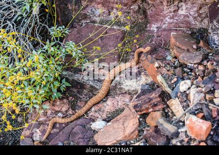 Grand Canyon Rattlesnake (Crotalus organus abysus) Caccia lungo il Bass Trail, Grand Canyon National Park, Arizona, Stati Uniti Foto Stock