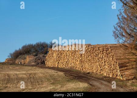 Tronchi accatastati di legno raccolto Foto Stock