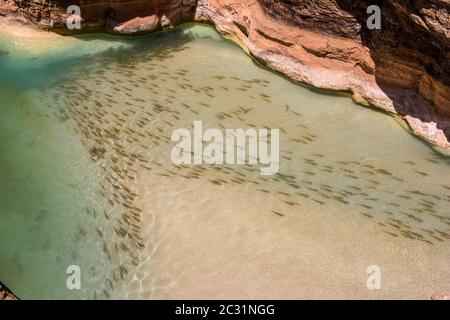 Una scuola di suckers (Castomus spp) che si riallea alla foce di Havasu Creek, Grand Canyon National Park, Arizona, USA Foto Stock