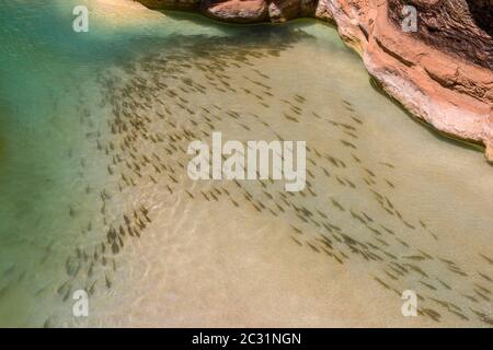 Una scuola di suckers (Castomus spp) che si riallea alla foce di Havasu Creek, Grand Canyon National Park, Arizona, USA Foto Stock