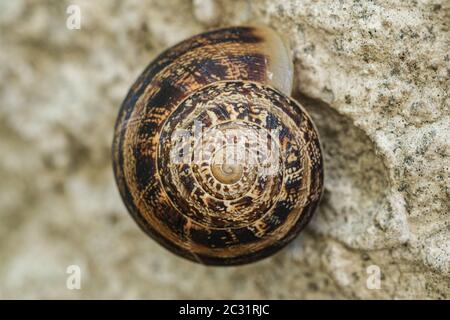 Helix lumaca primo piano, sezione dorata dettagli shell geometria spriral, natura animale Foto Stock